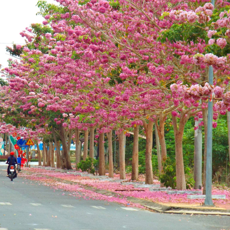 Cây Kèn Hồng trồng bầu C612 cây cao 45 cm tượng trưng cho sự ngọt ngào, lãng mạn và nên thơ đối với tình yêu đôi lứa.