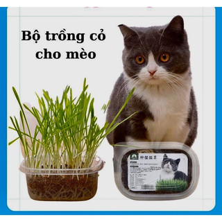 Hạt giống cỏ mèo-bộ trồng cỏ cho mèo