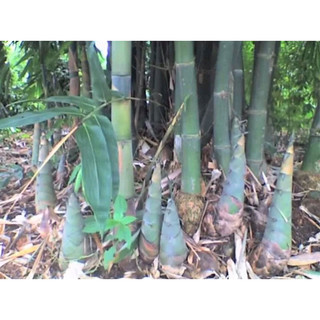 Cây giống măng tre cao sản, măng bát bộ, giống măng cao sản đặc sản Tây bắc cao 60-80cm