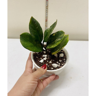 Cây kim tiền var đột biến -