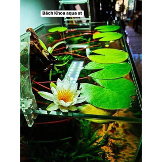 Cây thủy sinh - S.úng đỏ đại