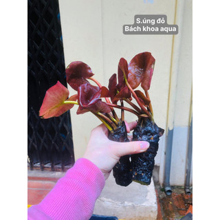 Cây thủy sinh - S.úng đỏ đại