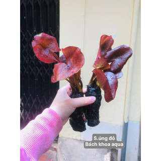 Cây thủy sinh - S.úng đỏ đại