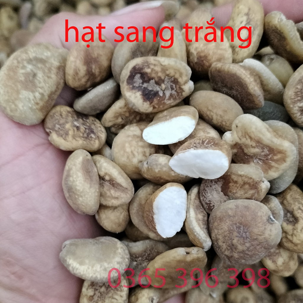 Hạt sang trắng hạt sành dạ dày đại tràng, hp của người dân tộc , hạt già ruật trắng loại 1