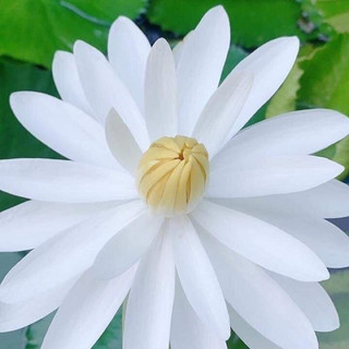 Củ hoa súng cạn