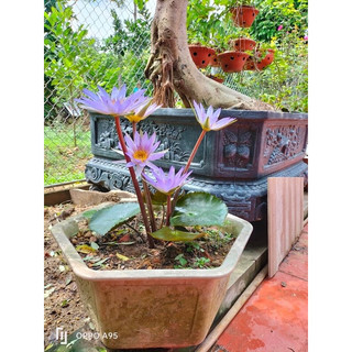 CỦ HOA SÚNG CẠN(2 củ)
