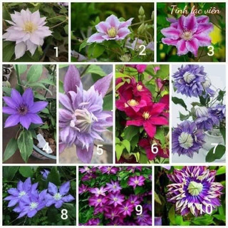 CỦ GIỐNG HOA LEO ÔNG LÃO(1 CỦ)