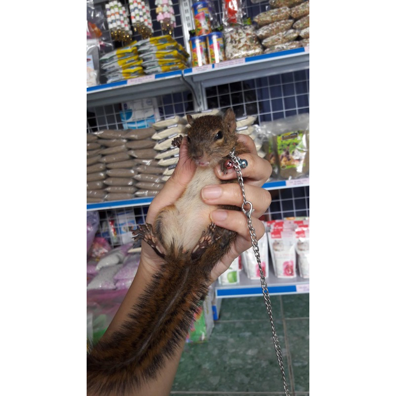 Dây xích dành cho sóc đất, sóc bông baby