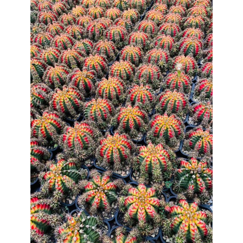 Xương rồng lem Multi