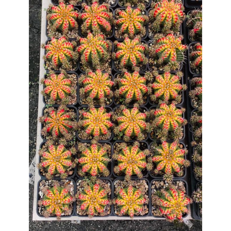 Xương rồng lem Multi