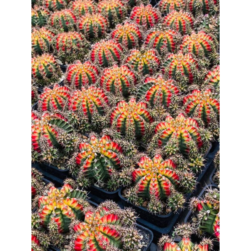 Xương rồng lem Multi