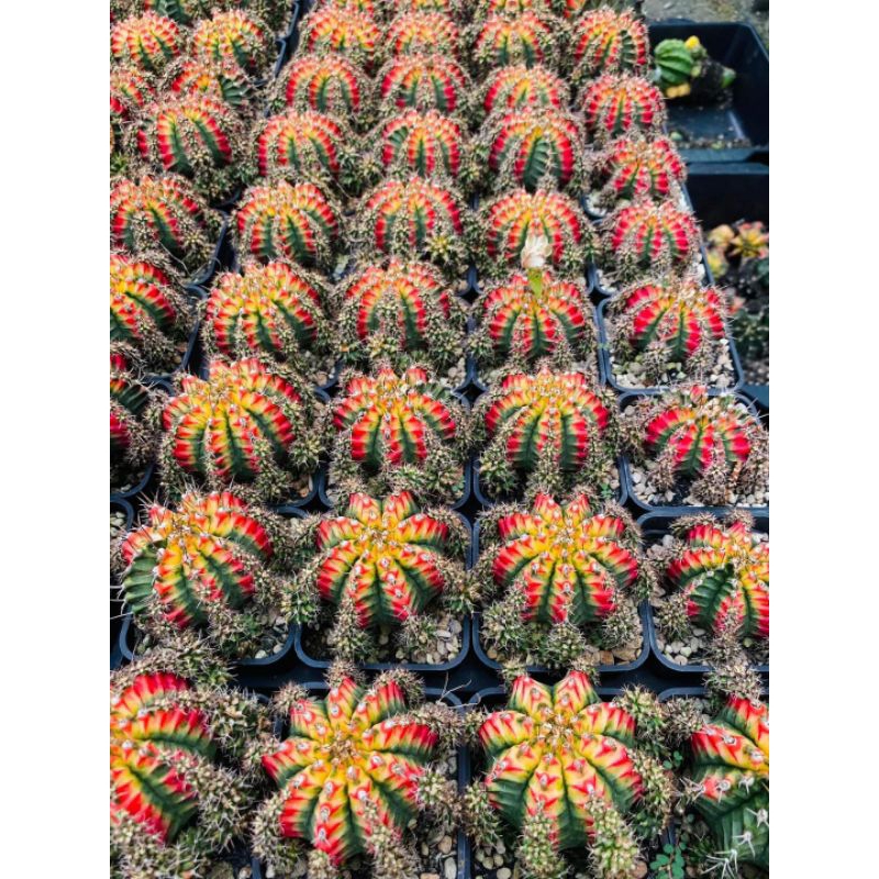 Xương rồng lem Multi