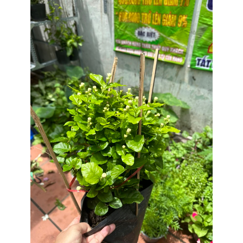 Cây Hoa Nhài thơm  siêu nụ hoa Việt Nam