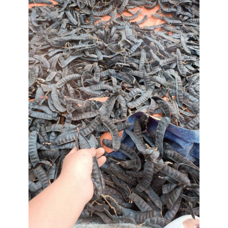 Bồ kết khô chuẩn 1 kg