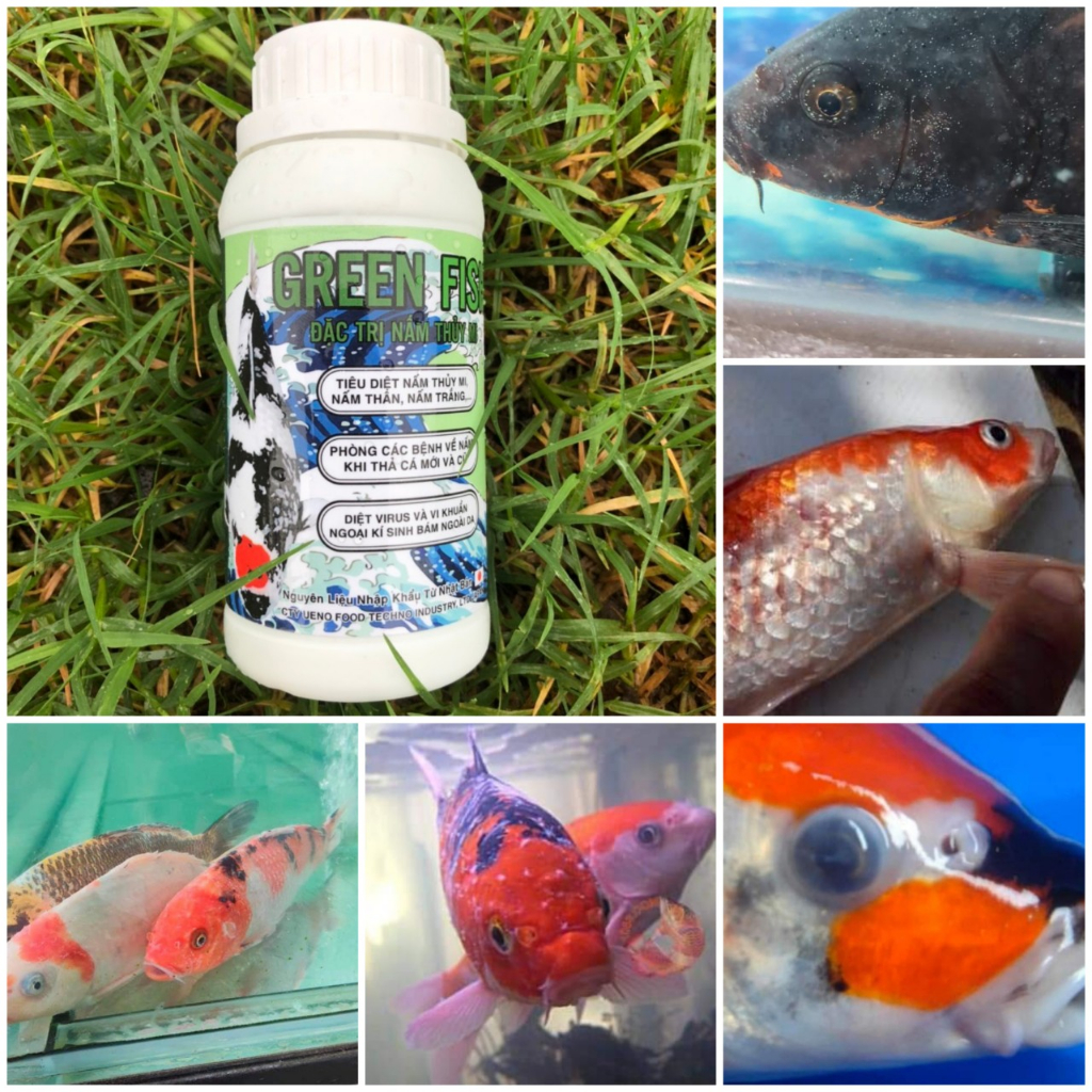 Xử lý nấm mang Cá Koi , CÁ CẢNH, CÁ VÀNG -GREEN FISH