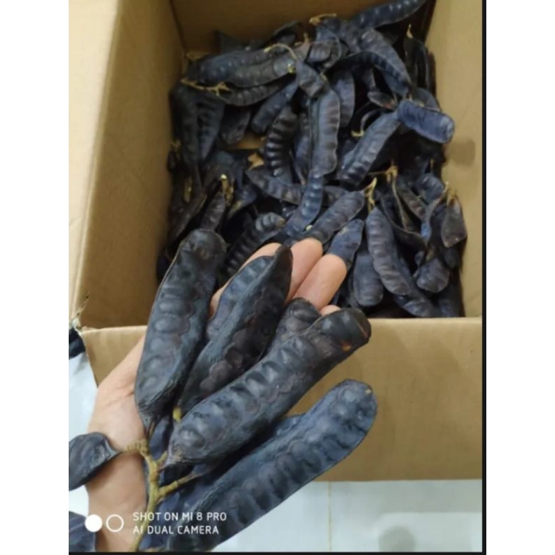 Bồ kết khô chuẩn 1 kg