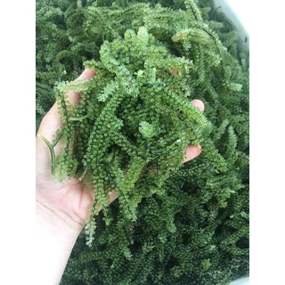Rong nho tươi Khánh Hoà 500gr