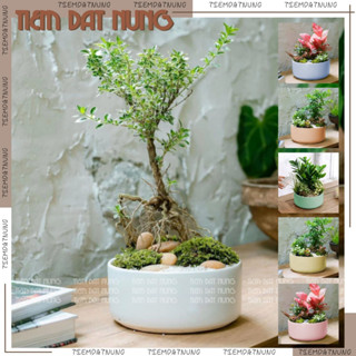  Chậu Tròn Trụ Nhiều màu gốm sứ Chậu gốm trồng cây sen đá cây cảnh tiemdatnung 