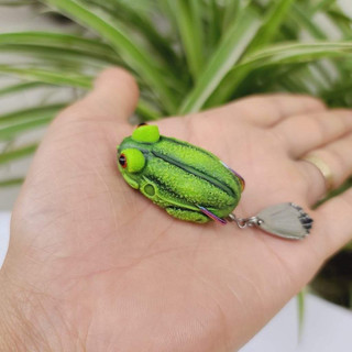 Nhái hơi mắt lồi