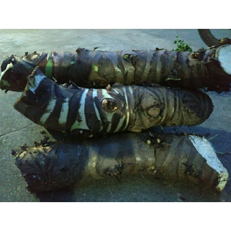 Combo 10kg củ Bạc Hà núi