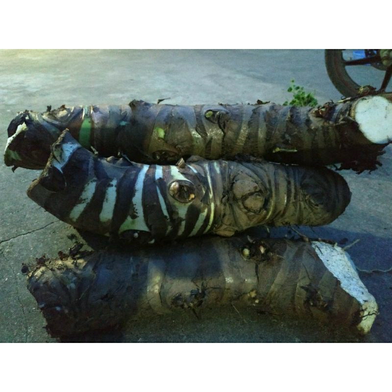 Combo 10kg củ Bạc Hà núi