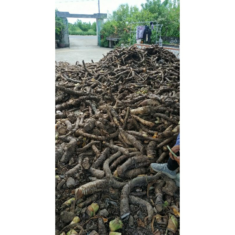 Combo 10kg củ Bạc Hà núi