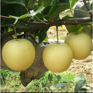 GIỐNG CÂY LÊ VÀNG F1 - cây giống lê vàng siêu trái