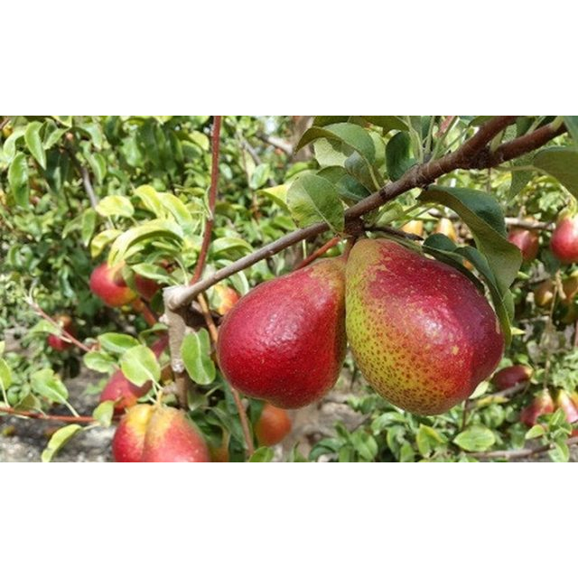 CÂY GIỐNG LÊ MẤ HỒNG