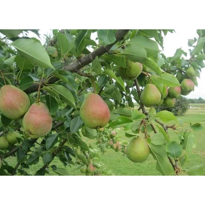 CÂY GIỐNG LÊ MẤ HỒNG