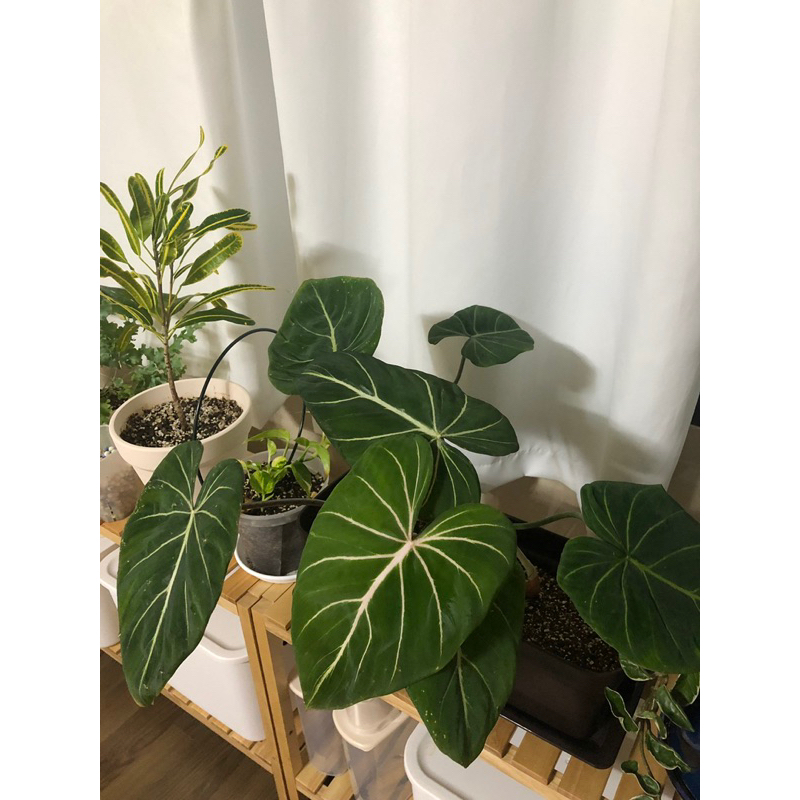 Cây Gloriosum Dark form