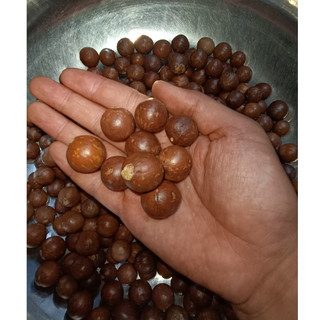 1kg hạt giống cây mắc ca