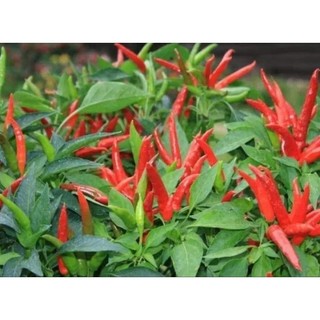 30 Hạt giống ớt chỉ thiên chùm