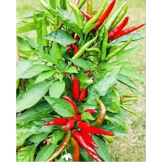 30 Hạt giống ớt chỉ thiên chùm