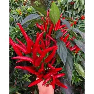 30 Hạt giống ớt chỉ thiên chùm