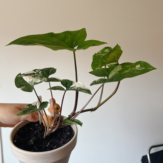 Trầu bà trắng