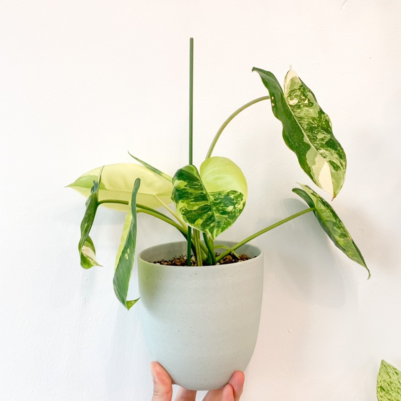 Trầu bà tỷ phú
