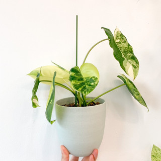 Trầu bà tỷ phú