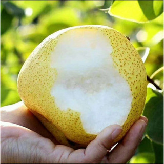 GIỐNG CÂY LÊ VÀNG F1 - cây giống lê vàng siêu trái
