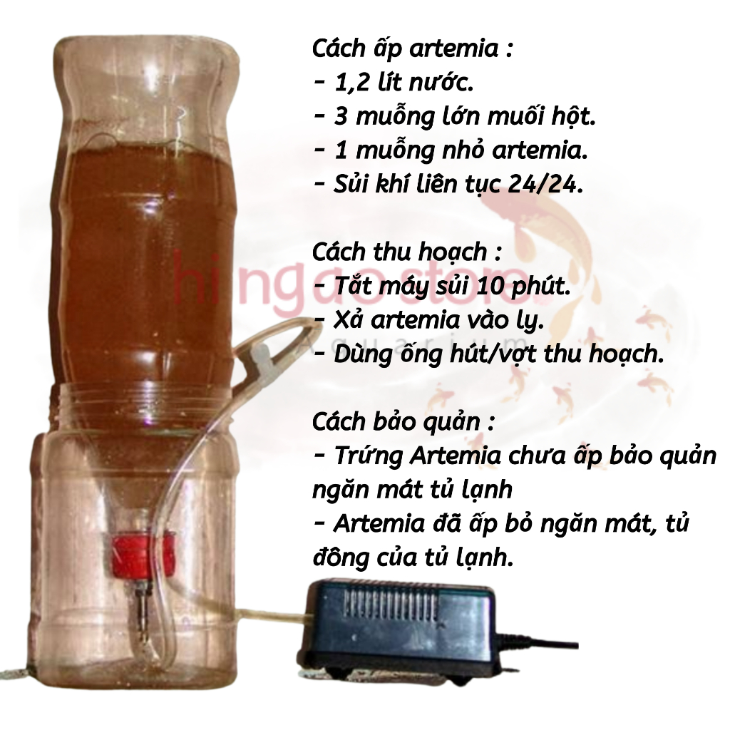 Combo 1: 10g Trứng Artemia Mỹ + Bộ Ấp - Thức ăn cá betta bột, cá bột giúp cá betta giữ bầy | Hingaostore.