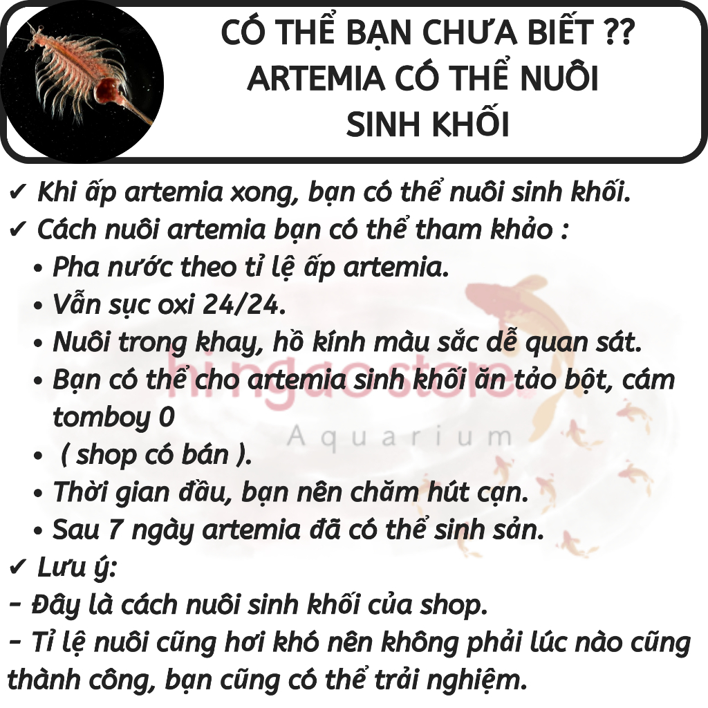 Combo 1: 10g Trứng Artemia Mỹ + Bộ Ấp - Thức ăn cá betta bột, cá bột giúp cá betta giữ bầy | Hingaostore.