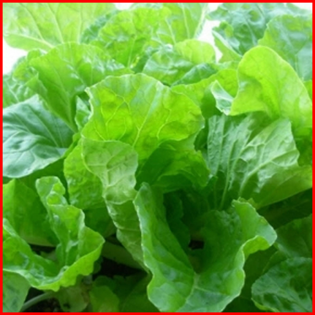 COMBO_10_CÂY_CẢI_BẸ_DÚN_SIÊU_TIỆN_LỢI