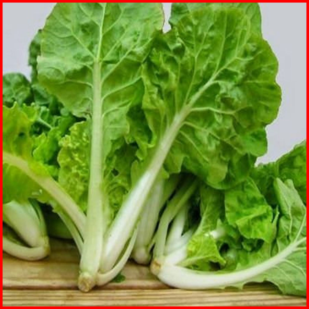 COMBO_10_CÂY_CẢI_BẸ_DÚN_SIÊU_TIỆN_LỢI