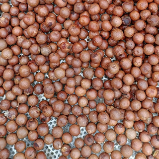 500gram hạt giống cây mắc ca