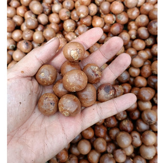 500gram hạt giống cây mắc ca