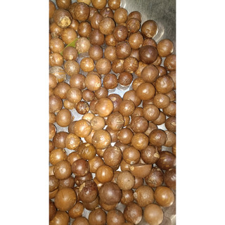 500gram hạt giống cây mắc ca