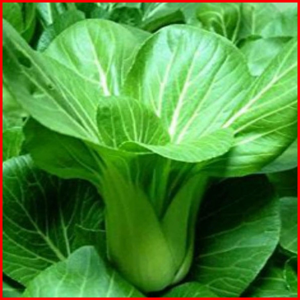 COMBO 10 CÂY CẢI THÌA_Vua Rau Giống