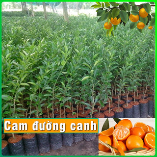 Cây cam canh quả ngọt nhiều đường cây giống kèm bầu đất cao 60cm - 80cm cây khỏe dễ trồng & chăm sóc phát triển tốt