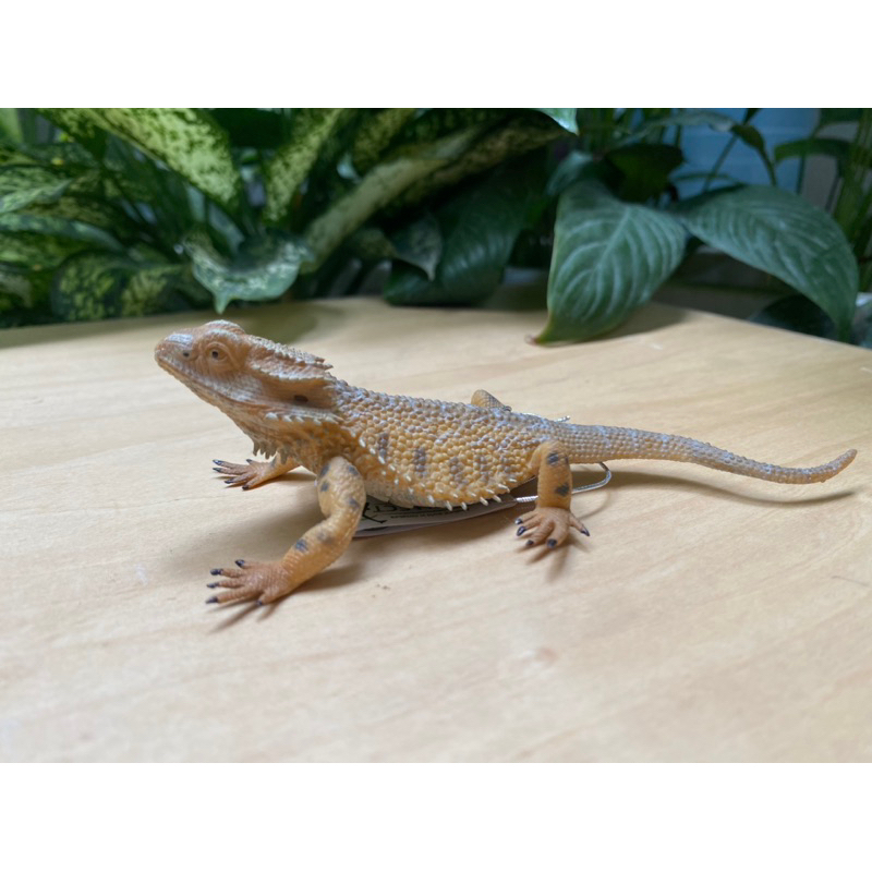 Mô hình động vật - Thằn lằn rồng úc