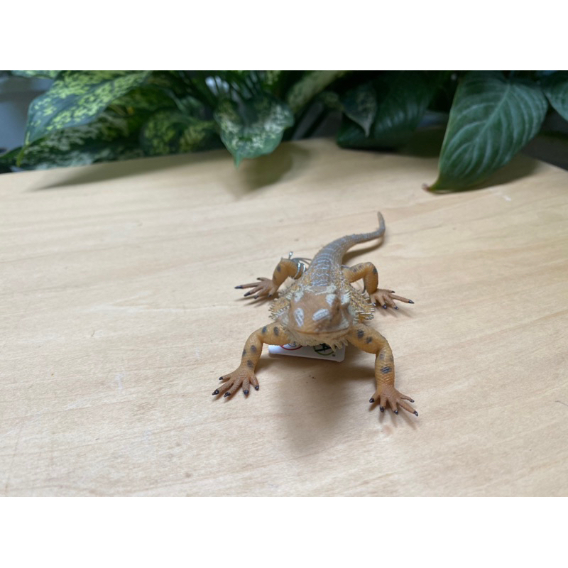 Mô hình động vật - Thằn lằn rồng úc