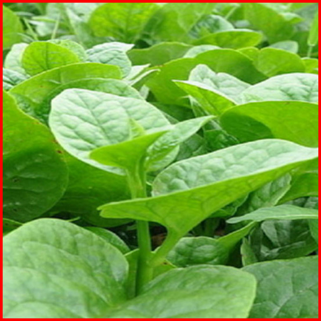 COMBO 10 CÂY MỒNG TƠI_Vua Rau Giống